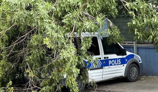 Siirt'te şiddetli rüzgar nedeniyle park halindeki aracın üzerine ağaç devrildi