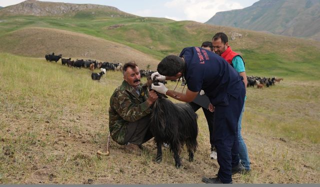 Veteriner hekimlerden Faraşin Yaylası'ndaki sürülere sağlık hizmeti