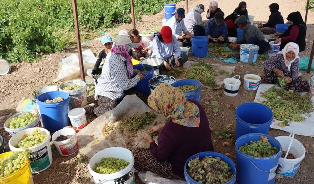 Adıyaman'da "Peygamber üzümü"nde hasat başladı