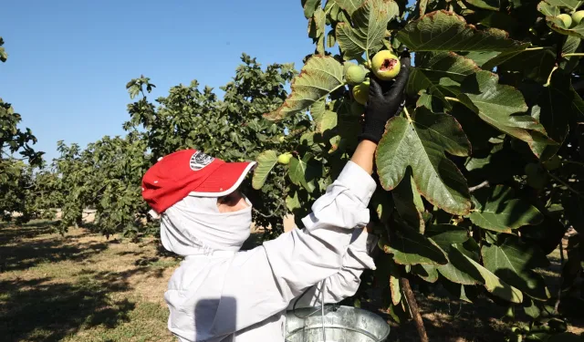 Bursa siyah inciri Nilüfer Bostan satış noktalarında