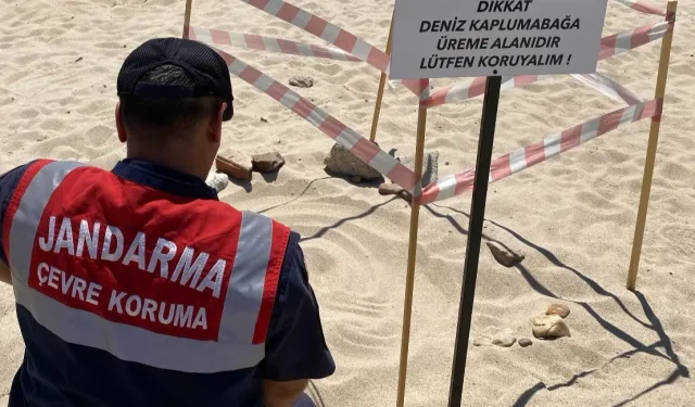 Edirne'de kaplumbağalara Jandarma'dan özel koruma