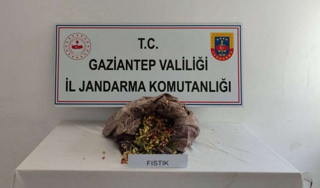 Gaziantep'te fıstık çalan 3 zanlı tutuklandı