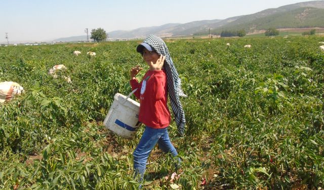 Gaziantep'te sofralık kırmızı biber hasadı başladı