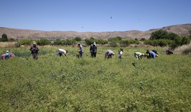 Mardin yemeklerine lezzet katan kişniş için hummalı hasat mesaisi