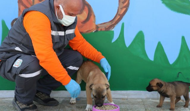 Şanlıurfa'da organik atıklar mama ve gübreye dönüştürülüyor