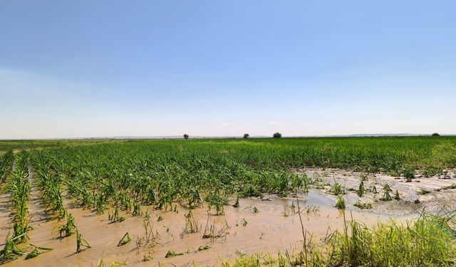 Şanlıurfa'da patlayan borudan sızan su ekinlere zarar verdi