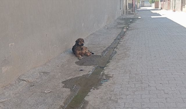 Şanlıurfa'da sahipsiz köpeğin çocukları kovalaması güvenlik kamerasında