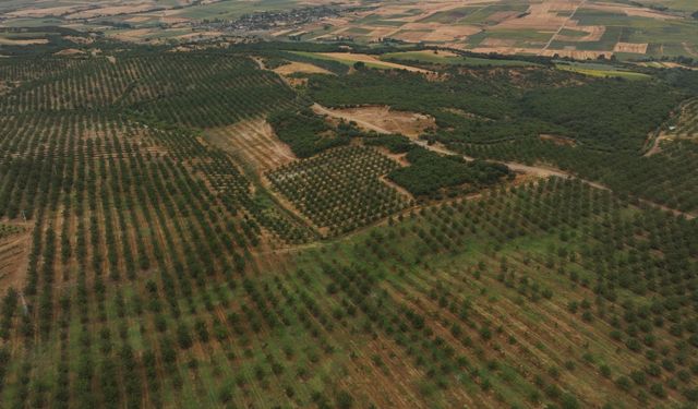 Yapay zeka destekli sulama sistemi verimde artış, enerjiden tasarruf sağlıyor