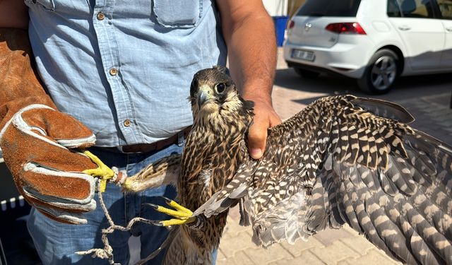 Adıyaman'da evinde izinsiz doğan besleyen kişiye 113 bin 980 lira para cezası kesildi