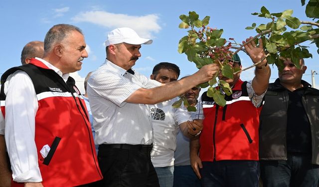 Batman Valisi Canalp, Fıstık Hasadında Çiftçilere Eşlik Etti