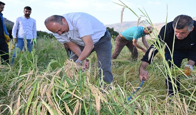 Vali Canalp, Gercüş'te Çiftçilerle Birlikte Pirinç Hasadı Yaptı