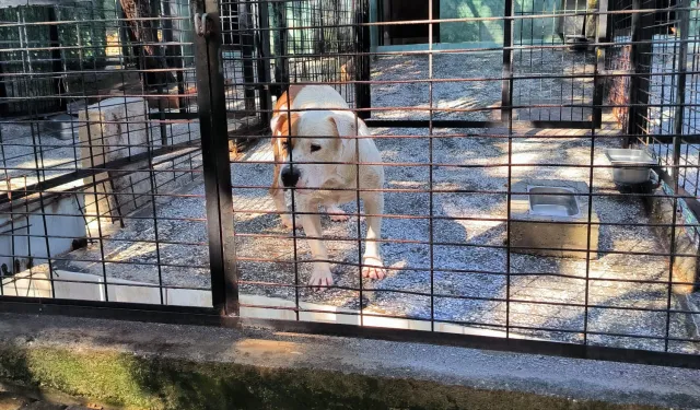 Bursa'da ata saldıran köpek yakalandı