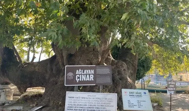 Bursa'da gözyaşı akıtan Çınar, turistlerin ilgi odağı