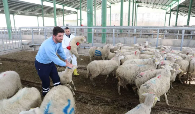 Büyükbaş azaldı, küçükbaş arttı