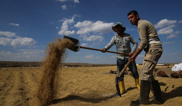 Diyarbakır'da taşlı arazide yetiştirilen tescilli Karacadağ pirincinde hasat başladı