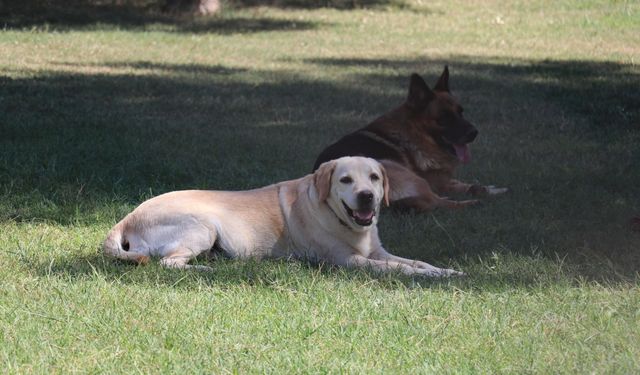 Emekli edilen 3 mayın arama köpeğine özenli bakım