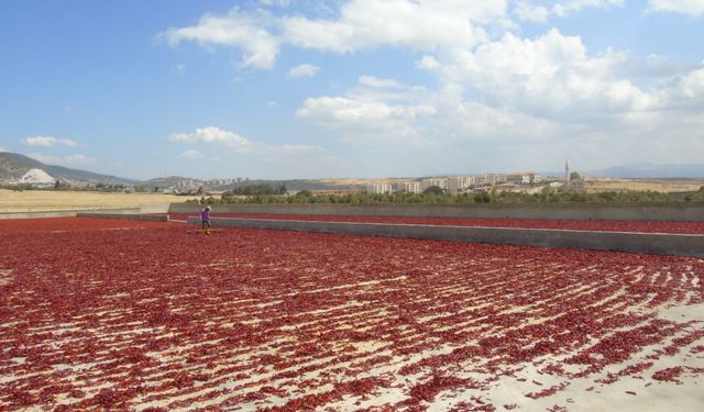 Gaziantep'in İslahiye ilçesinde pul biber üretimi istihdama da katkı sağlıyor