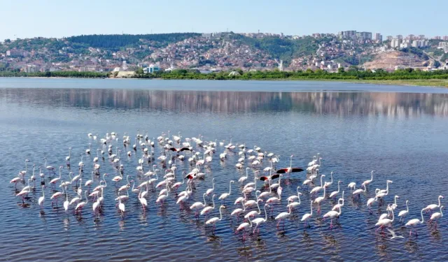 İzmit Körfezi’nin pembe süsleri geldi... Biyoçeşitlilik artıyor