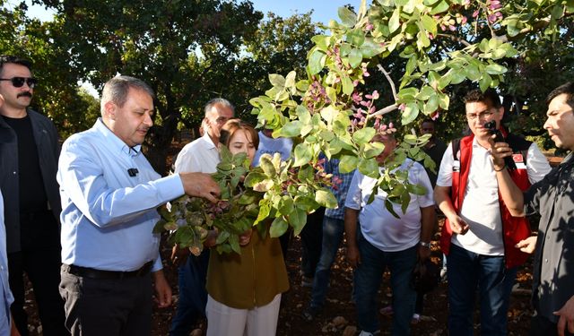 Şanlıurfa Valisi Hasan Şıldak, fıstık hasadına katıldı