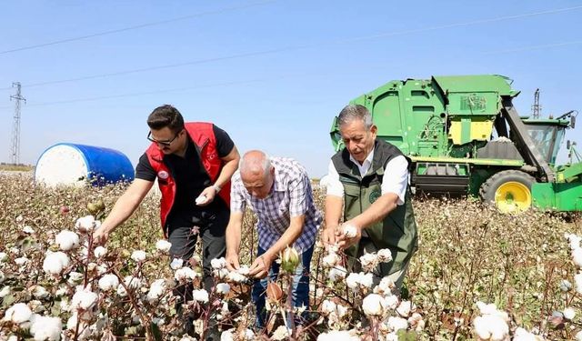 Viranşehir Kaymakamı Ülkü, pamuk tarlasında hasada katıldı