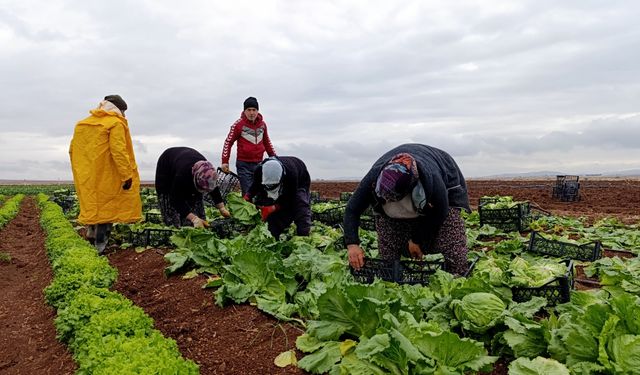 Adıyaman'da alternatif olarak yetiştirilen marulda hasat başladı