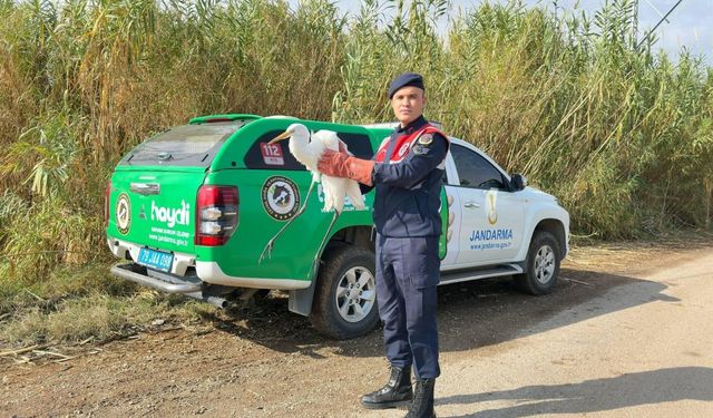 Kilis'te jandarmanın bulduğu yaralı büyük ak balıkçıl kuşu koruma altına alındı