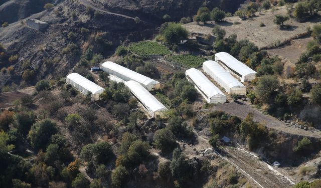 Siirt'in "sera köyü"nde muhtarından imamına herkes toprağın bereketinden yararlanıyor