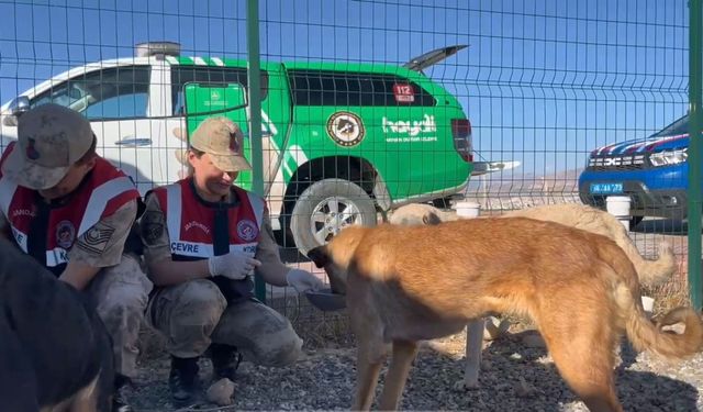 Siirt'te jandarma ekiplerinden denetim ve bilgilendirme çalışmaları yaptı