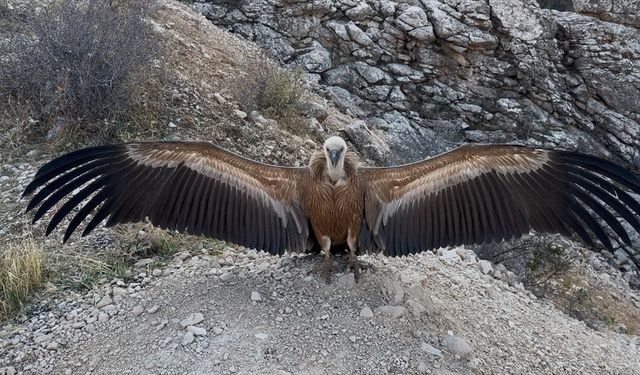 Şırnak'ta yaralı bulunan akbaba tedavi edildi