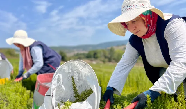 TABİP'te sezonun hasadı tamamlandı