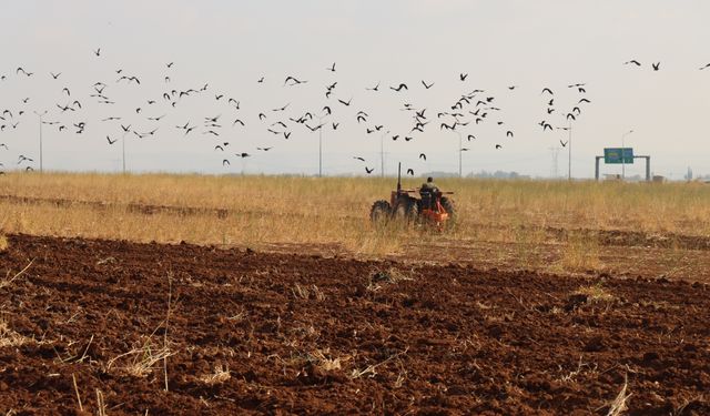 Yağışların gecikmesi Şanlıurfa'da hububat ekim takvimini değiştirdi