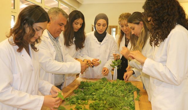 Gaziantep'te üniversite öğrencileri bitkileri çay yaparak öğreniyor