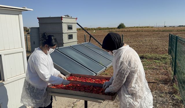 Güneş enerjisiyle çalışan cihaz biberlerin kurutulma sürecini kısalttı