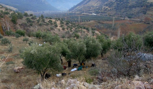 İslahiye'de 20 bin dekarlık alanda zeytin hasadı yapılıyor