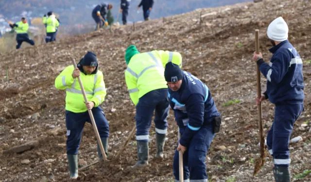 Kocaeli'de 4 bin ağaç toprakla buluşturuluyor