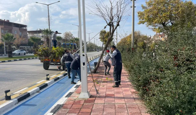 Manisa'da budama çalışmaları sürüyor