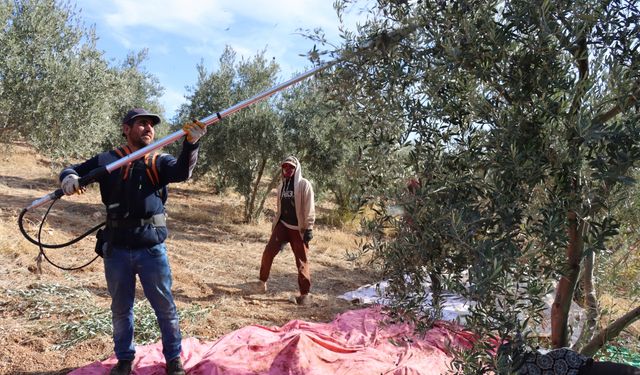 Şanlıurfa'da hibe destekleriyle zeytin ağacı sayısı 19 yılda 15 kat arttı