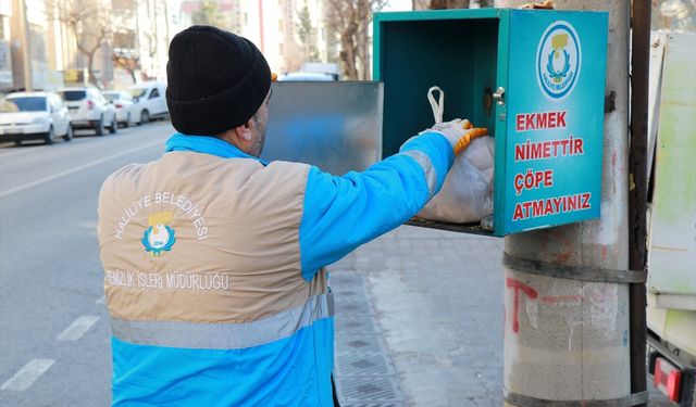 Haliliye'de toplanan bayat ekmekler sahipsiz hayvanlara yemek oluyor