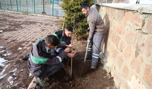 Kayseri Talas'ın kamu alanlarına kestane fidanı