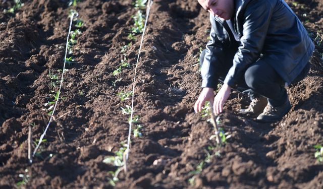 Mardin'de salep fidesi toprakla buluşturuldu