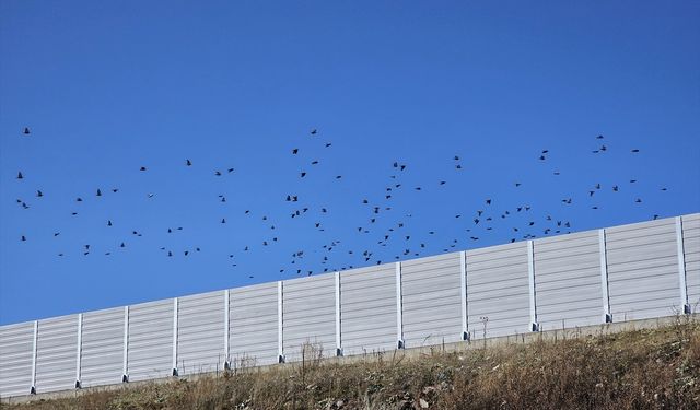 Yente AŞ, göçmen kuşları korumak için Aktaş Gölü'nde ses bariyerleri inşa etti