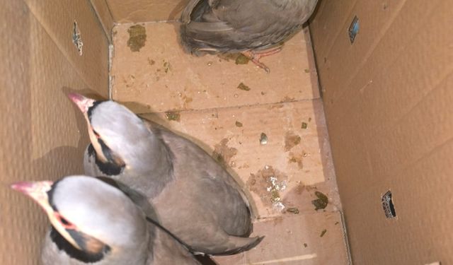 Siirt'te Keklik Avlayan 3 Kişiye 111 Bin 855 Lira Ceza Verildi