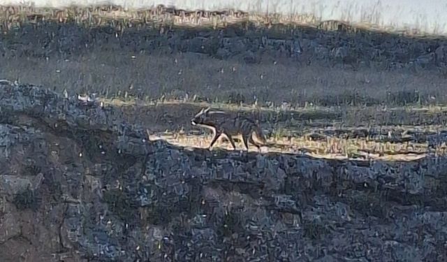 Adıyaman'da çizgili sırtlan görüntülendi