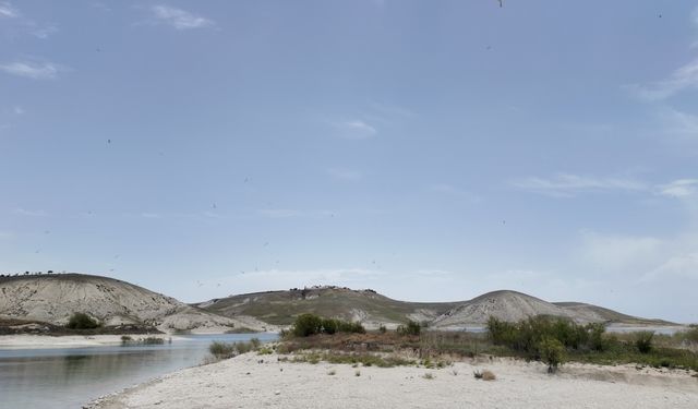 Adıyaman'ın martılara özel adası