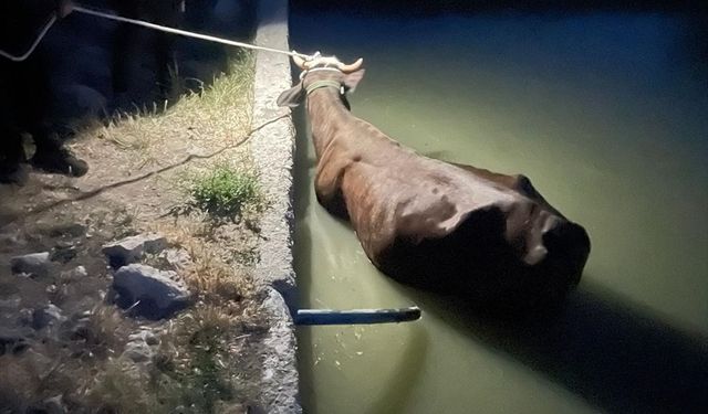 Gölbaşı'nda sulama havuzuna düşen inek kurtarıldı