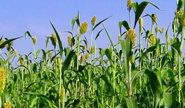 İzmir'de üreticilere Sorgum Sudan Otu Tohumu dağıtıldı