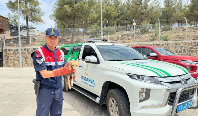 Kilis'te yaralı bulunan tilki koruma altına alındı