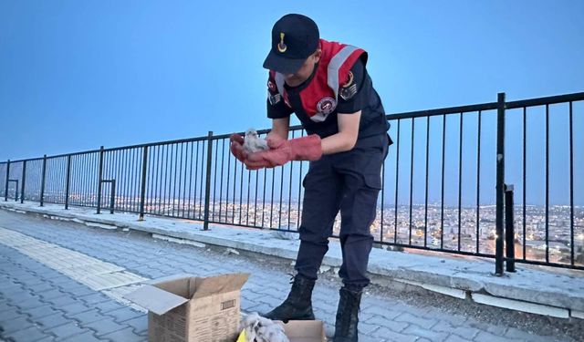 Kilis'te yol kenarında bulunan kartal yavruları koruma altına alındı