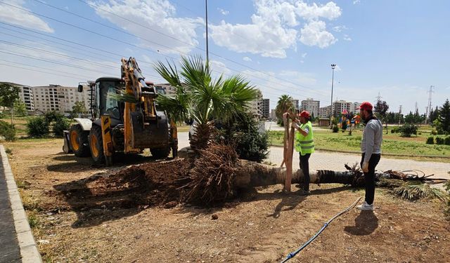 Mardin Büyükşehir Belediyesi, yanan palmiyenin yerine yenisi dikti