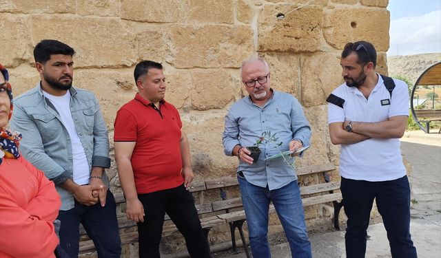 Mardin'de öğrenciler Deyrulzafaran Manastırında zeytin dikim etkinliğine katıldı